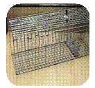rabbit trap