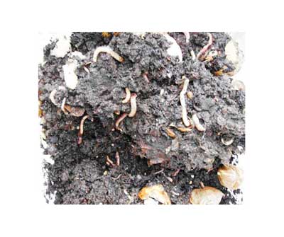 Worms at work! Helping the environment